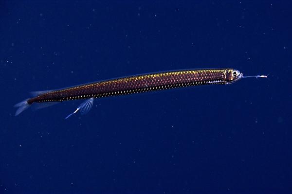 Zwierzęta głębinowe - 7. Smocza ryba