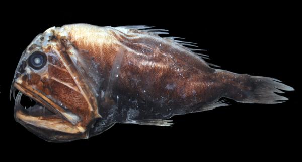 Zwierzęta głębinowe - 8. Anoplogaster 