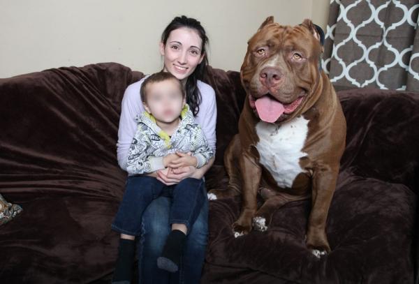 Ciekawostki o psach pitbull - 4. Największy pitbull na świecie nazywa się Hulk i odnosi sukces w internecie