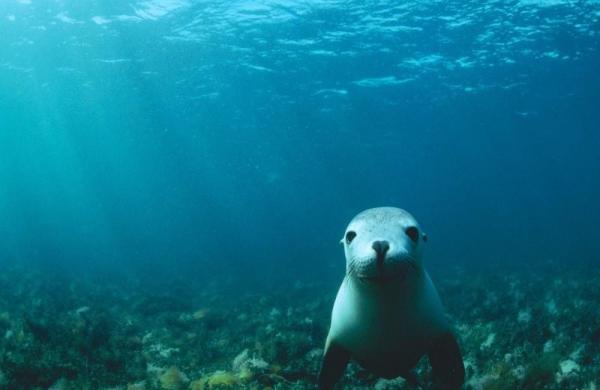 Zwierzęta morskie w Baja California — foka pospolita