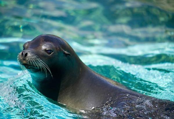 Zwierzęta morskie z Dolnej Kalifornii - Foka z Guadalupe