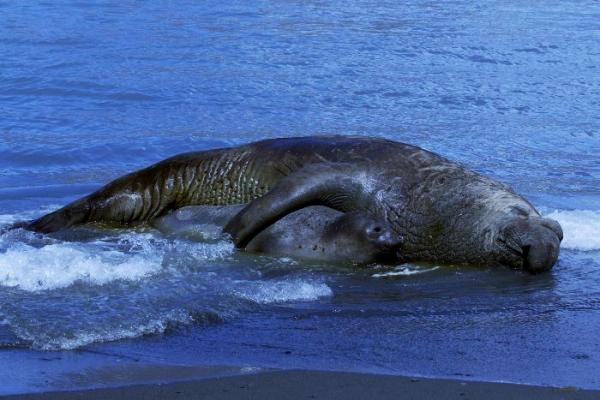 Zwierzęta morskie Kalifornii Dolnej — słoń morski