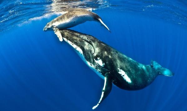Zwierzęta morskie Kaliforni Dolnej — szary wieloryb