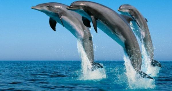 Zwierzęta morskie z Dolnej Kalifornii - delfin butlonosy