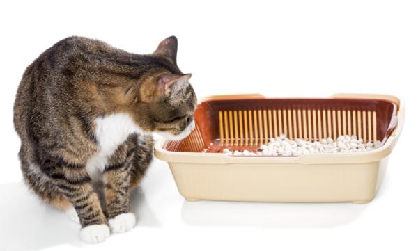 Dlaczego mój kot zjada śmieci?  - zaburzenie Pica