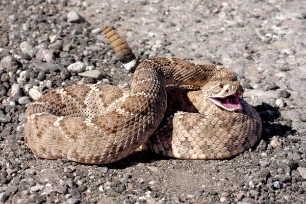 10 największych węży na świecie - 1. Grzechotnik 