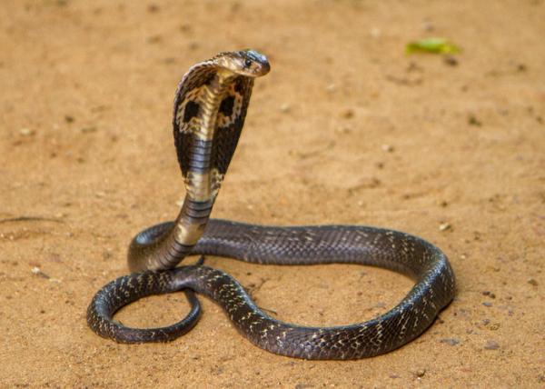 10 największych węży na świecie - 2. King Cobra