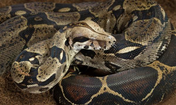 10 największych węży na świecie - 4. Boa dusiciel