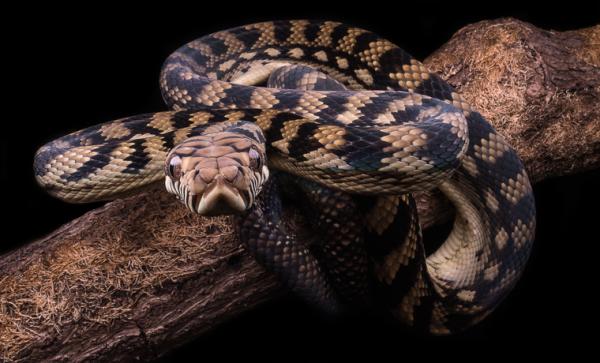 10 największych węży na świecie - 7. Australijski pyton ametystowy