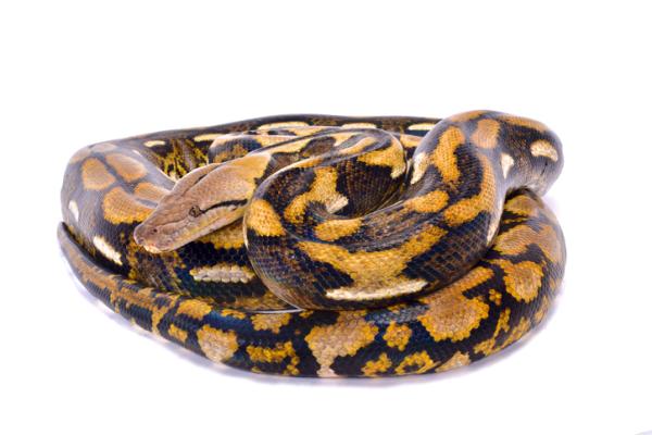 10 największych węży na świecie — 10. Pyton siatkowaty