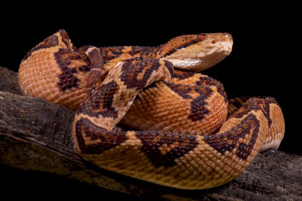 10 największych węży na świecie - 3. Grzechotnik Głupi