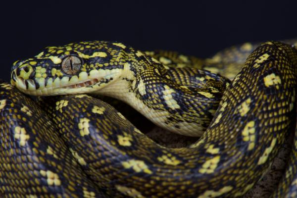 10 największych węży na świecie - 6. Diamentowy pyton