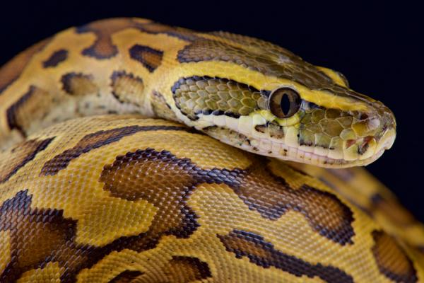10 największych węży na świecie - 8. Seba pyton