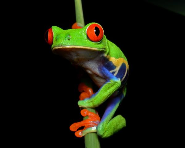Zwierzęta o dużych oczach - 14. Zielona żaba z czerwonymi oczami
