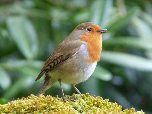 5 ptaków, które śpiewają najlepiej - 5. Robin