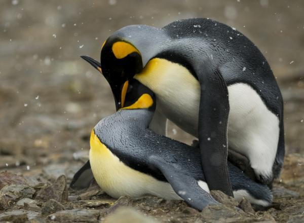 Inkubacja i środowisko pingwina cesarskiego — reprodukcja pingwina cesarskiego