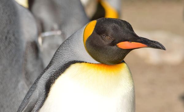 Inkubacja i środowisko pingwina cesarskiego - charakterystyka pingwina cesarskiego