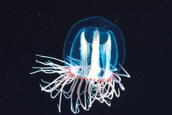 Reprodukcja meduz - Ciekawostki meduz