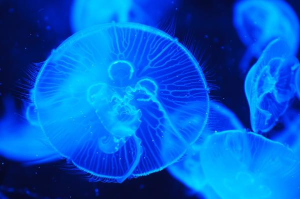Reprodukcja meduz - Charakterystyka meduz
