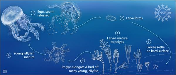 Rozmnażanie meduz - Rozmnażanie meduz i polipów