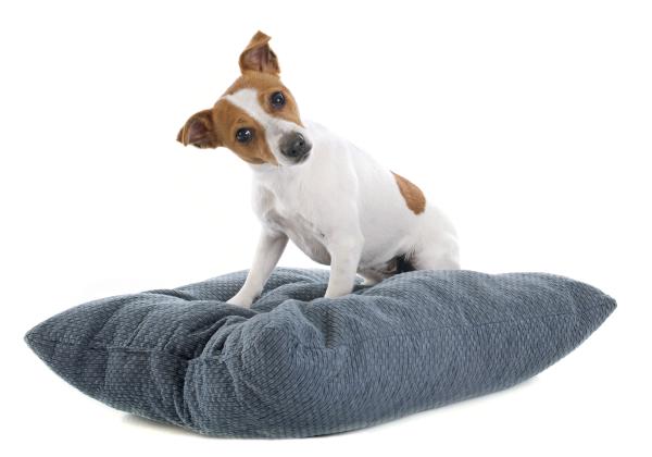Dlaczego psy drapią ziemię?  - Czy pies drapie łóżko lub podłogę miejsca odpoczynku?