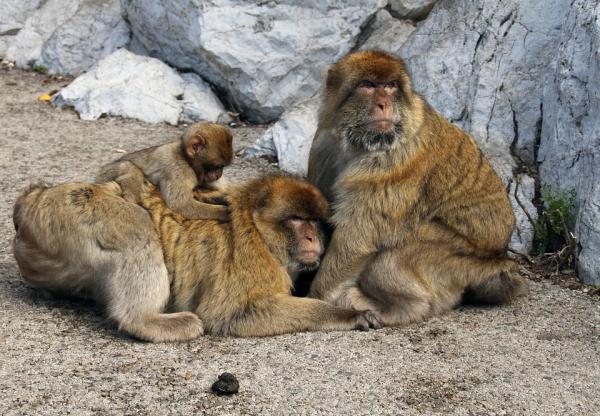 Dlaczego na Skale Gibraltarskiej są małpy?  - Charakterystyka małpy gibraltarskiej, Macaca sylvanus