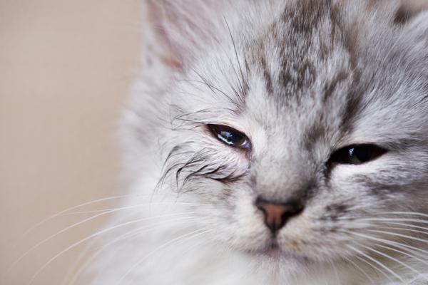 Dlaczego koty płaczą?  - Kiedy kot płacze, bo jest chory?