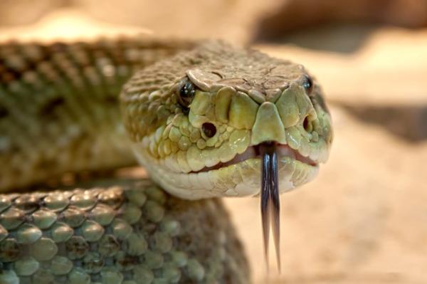 Różnica między wężem a wężem - Świat węży