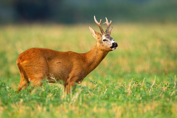 Jeleniowate - Rodzaje, cechy i siedlisko - Rodzaje jeleni lub jeleni, saren i łosi