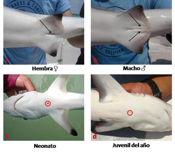 Jak rozmnażają się rekiny?  - Jak odróżnić samca i samicę rekina?