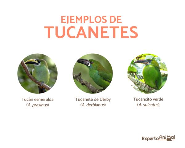 Rodzaje istniejących tukanów - Tukany lub tukany (Aulacorhynchus)