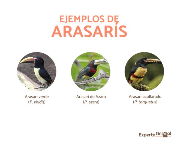 Rodzaje istniejących tukanów - Arasarís lub pichís (Pteroglossus)