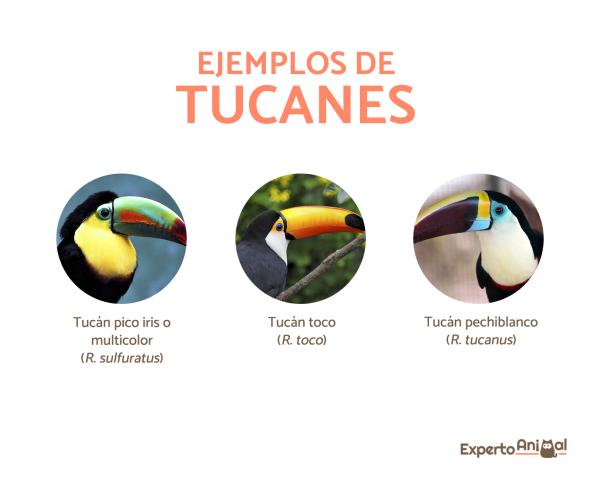 Rodzaje istniejących tukanów - Tukany (Ramphastos)