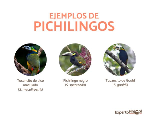 Rodzaje istniejących tukanów - Pichilingos lub tukany (Selenidera)