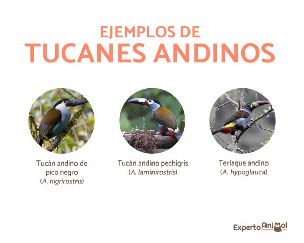 Rodzaje istniejących tukanów - tukany andyjskie lub terlaki (Andigena)