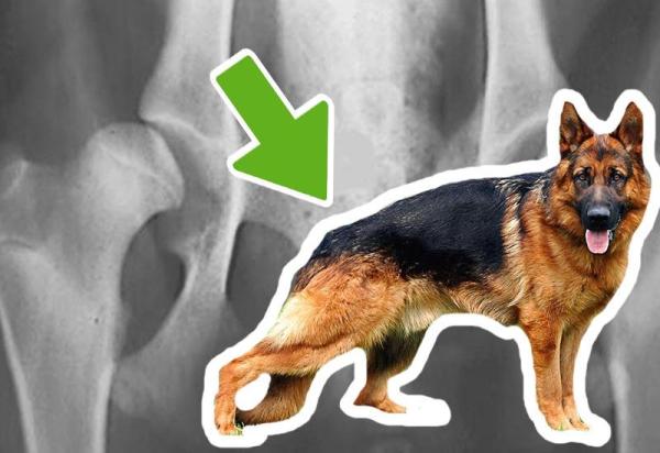 Dlaczego mój pies nie ma siły w tylnych łapach?  - Pies z dysplazją stawów biodrowych