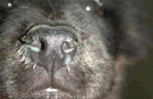 Smark u psów - Objawy, przyczyny i leczenie - Rodzaje smarków u psów