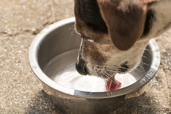 Dlaczego mój pies pije dużo wody i wymiotuje?  -Cukrzyca