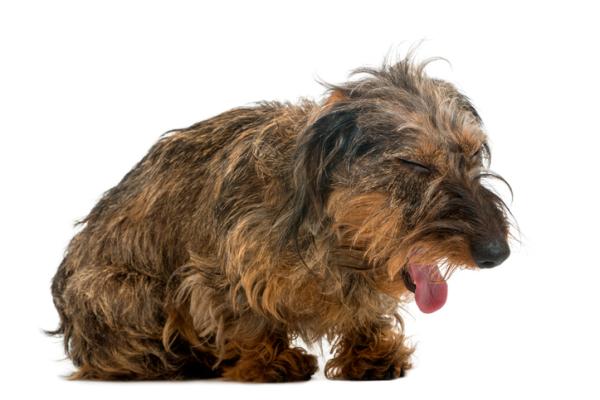 Dlaczego mój pies wymiotuje po jedzeniu?  - Różnice między wymiotami a niedomykalnością