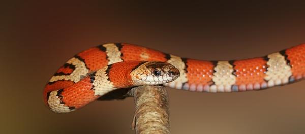 Problemy z wylinką węża - Jak pomóc wężowi w przypadku wylinki?