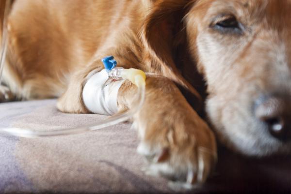 Problemy z nerkami u psów - Choroby, przyczyny i objawy - 4. Niewydolność nerek u psów