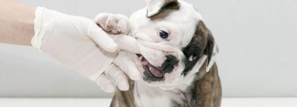 Produkty homeopatyczne dla psów - Gdzie i jak mogę dowiedzieć się o produktach homeopatycznych dla psów?