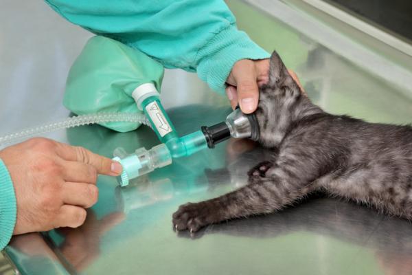 Wypadanie odbytnicy u kotów - Przyczyny, leczenie i operacja - Leczenie wypadania odbytnicy u kotów