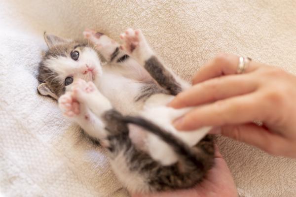 Wypadanie odbytnicy u kotów - Przyczyny, leczenie i operacja - Wypadanie odbytnicy u małych kotów