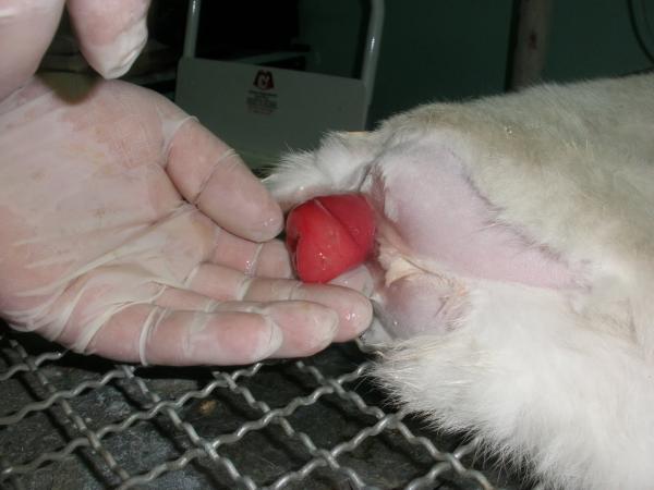 Wypadanie odbytnicy u kotów - Przyczyny, leczenie i zabieg chirurgiczny - Rodzaje i objawy wypadania odbytnicy u kotów