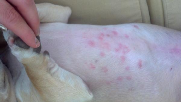 Testy alergii na psa - rodzaje alergii u psów