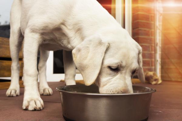 Testy alergii na psa - dieta eliminacyjna