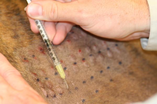Testy alergiczne dla psów - Testy śródskórne