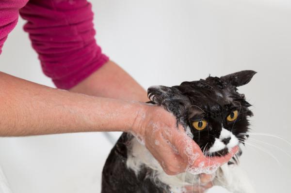 Czy mogę wykąpać chorego kota?  - Kiedy mam wykąpać kota?