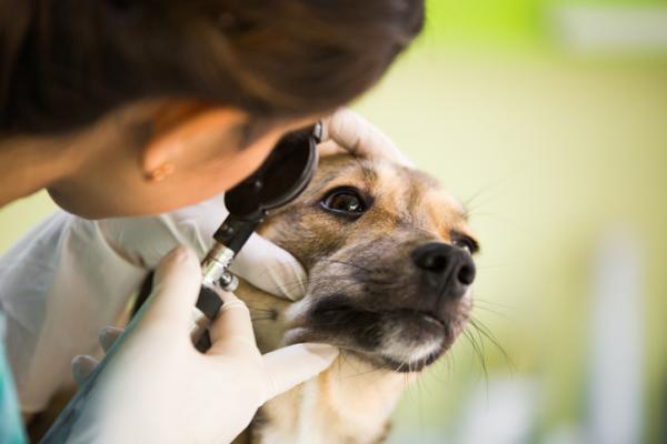 Rozszerzone źrenice u psów - Przyczyny i leczenie - Mój pies ma rozszerzoną źrenicę tylko w jednym oku